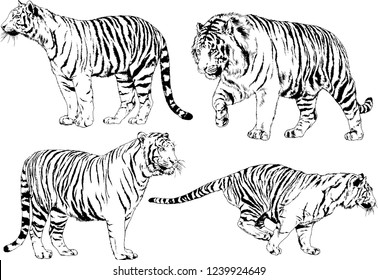vector drawings sketches different predator , tigers lions cheetahs and leopards are drawn in ink by hand , objects with no background
