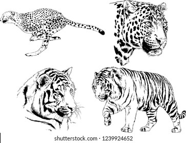 vector drawings sketches different predator , tigers lions cheetahs and leopards are drawn in ink by hand , objects with no background
