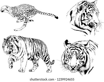 vector drawings sketches different predator , tigers lions cheetahs and leopards are drawn in ink by hand , objects with no background
