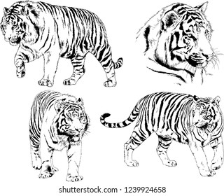vector drawings sketches different predator , tigers lions cheetahs and leopards are drawn in ink by hand , objects with no background
