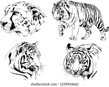 vector drawings sketches different predator , tigers lions cheetahs and leopards are drawn in ink by hand , objects with no background
