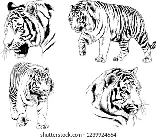 vector drawings sketches different predator , tigers lions cheetahs and leopards are drawn in ink by hand , objects with no background
