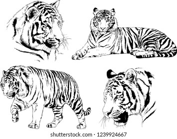 vector drawings sketches different predator , tigers lions cheetahs and leopards are drawn in ink by hand , objects with no background

