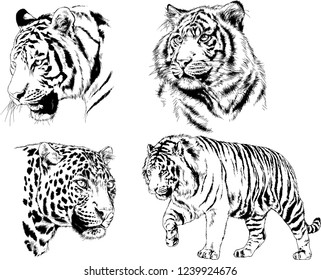 vector drawings sketches different predator , tigers lions cheetahs and leopards are drawn in ink by hand , objects with no background
