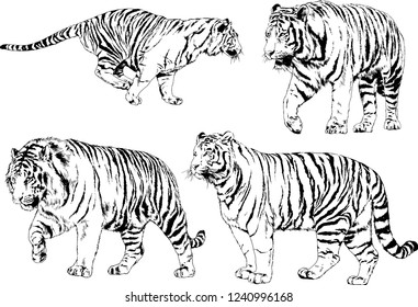 vector drawings sketches different predator , tigers lions cheetahs and leopards are drawn in ink by hand , objects with no background