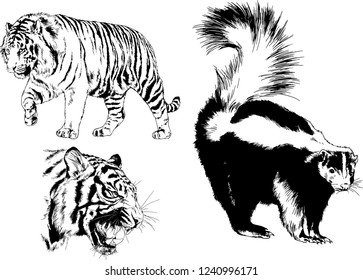 vector drawings sketches different predator , tigers lions cheetahs and leopards are drawn in ink by hand , objects with no background