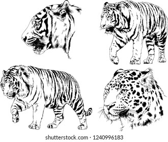 vector drawings sketches different predator , tigers lions cheetahs and leopards are drawn in ink by hand , objects with no background