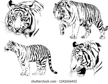 vector drawings sketches different predator , tigers lions cheetahs and leopards are drawn in ink by hand , objects with no background