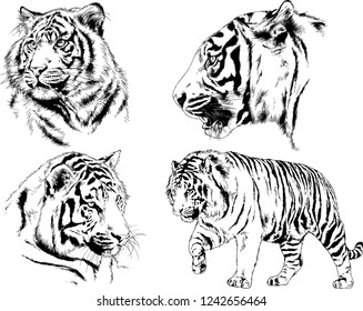 vector drawings sketches different predator , tigers lions cheetahs and leopards are drawn in ink by hand , objects with no background