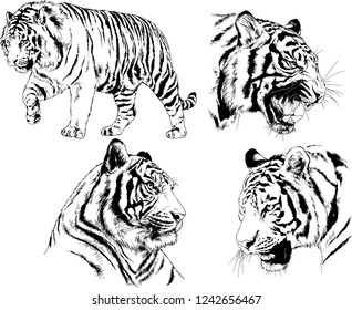 vector drawings sketches different predator , tigers lions cheetahs and leopards are drawn in ink by hand , objects with no background