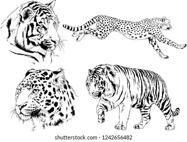 vector drawings sketches different predator , tigers cheetahs are drawn in ink by hand , objects with no background