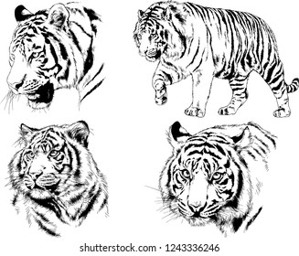 vector drawings sketches different predator , tigers lions cheetahs and leopards are drawn in ink by hand , objects with no background