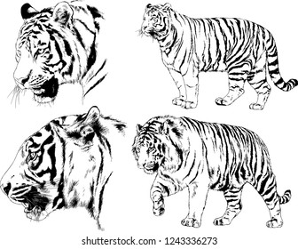vector drawings sketches different predator , tigers lions cheetahs and leopards are drawn in ink by hand , objects with no background