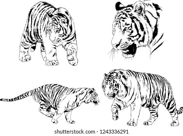 vector drawings sketches different predator , tigers lions cheetahs and leopards are drawn in ink by hand , objects with no background