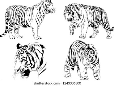 vector drawings sketches different predator , tigers lions cheetahs and leopards are drawn in ink by hand , objects with no background
