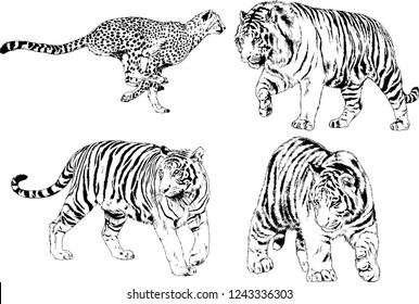 vector drawings sketches different predator , tigers lions cheetahs and leopards are drawn in ink by hand , objects with no background