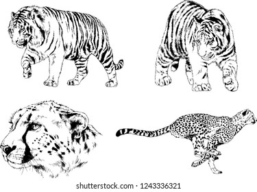 vector drawings sketches different predator , tigers lions cheetahs and leopards are drawn in ink by hand , objects with no background