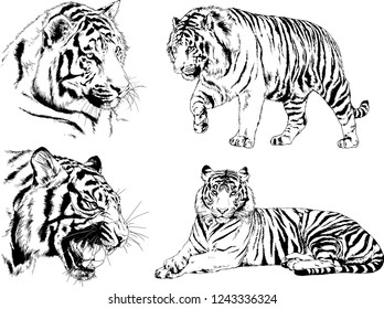 vector drawings sketches different predator , tigers lions cheetahs and leopards are drawn in ink by hand , objects with no background