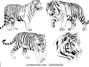 vector drawings sketches different predator , tigers lions cheetahs and leopards are drawn in ink by hand , objects with no background