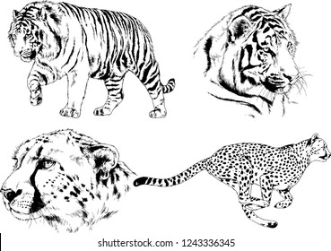 vector drawings sketches different predator , tigers lions cheetahs and leopards are drawn in ink by hand , objects with no background
