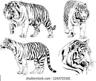 vector drawings sketches different predator , tigers lions cheetahs and leopards are drawn in ink by hand , objects with no background