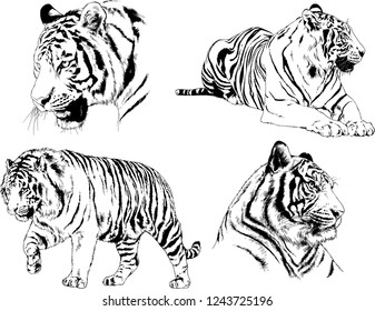 vector drawings sketches different predator , tigers lions cheetahs and leopards are drawn in ink by hand , objects with no background