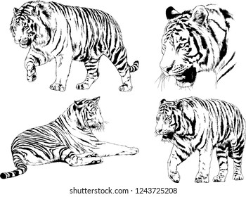 vector drawings sketches different predator , tigers lions cheetahs and leopards are drawn in ink by hand , objects with no background