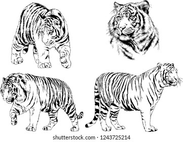 vector drawings sketches different predator , tigers lions cheetahs and leopards are drawn in ink by hand , objects with no background