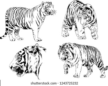 vector drawings sketches different predator , tigers lions cheetahs and leopards are drawn in ink by hand , objects with no background