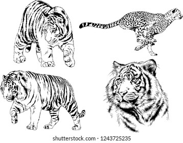 vector drawings sketches different predator , tigers lions cheetahs and leopards are drawn in ink by hand , objects with no background