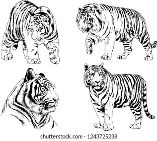 vector drawings sketches different predator , tigers lions cheetahs and leopards are drawn in ink by hand , objects with no background