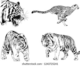 vector drawings sketches different predator , tigers lions cheetahs and leopards are drawn in ink by hand , objects with no background