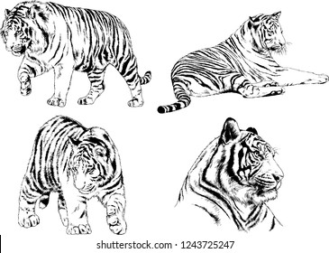 vector drawings sketches different predator , tigers lions cheetahs and leopards are drawn in ink by hand , objects with no background