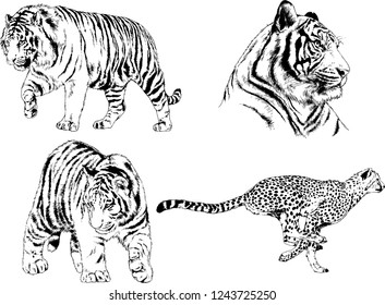 vector drawings sketches different predator , tigers lions cheetahs and leopards are drawn in ink by hand , objects with no background