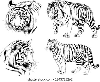 vector drawings sketches different predator , tigers lions cheetahs and leopards are drawn in ink by hand , objects with no background