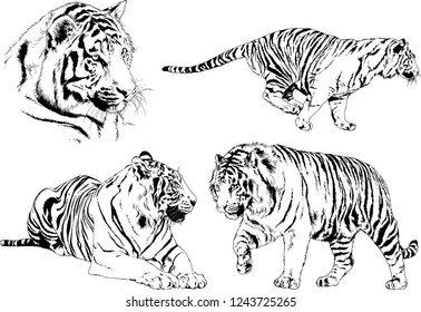 vector drawings sketches different predator , tigers lions cheetahs and leopards are drawn in ink by hand , objects with no background