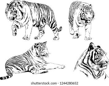 vector drawings sketches different predator , tigers lions cheetahs and leopards are drawn in ink by hand , objects with no background