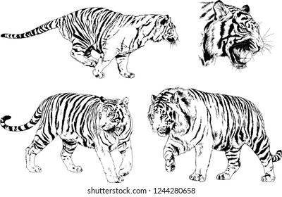 vector drawings sketches different predator , tigers lions cheetahs and leopards are drawn in ink by hand , objects with no background