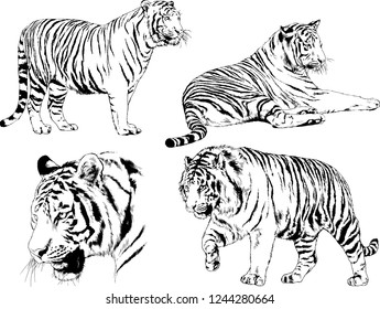 vector drawings sketches different predator , tigers lions cheetahs and leopards are drawn in ink by hand , objects with no background