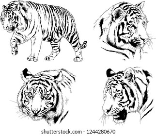 vector drawings sketches different predator , tigers lions cheetahs and leopards are drawn in ink by hand , objects with no background