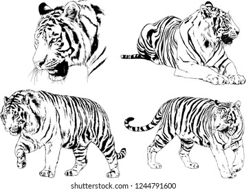 vector drawings sketches different predator , tigers lions cheetahs and leopards are drawn in ink by hand , objects with no background