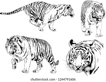 vector drawings sketches different predator , tigers lions cheetahs and leopards are drawn in ink by hand , objects with no background