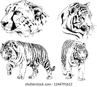 vector drawings sketches different predator , tigers lions cheetahs and leopards are drawn in ink by hand , objects with no background