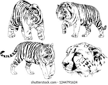 vector drawings sketches different predator , tigers lions cheetahs and leopards are drawn in ink by hand , objects with no background