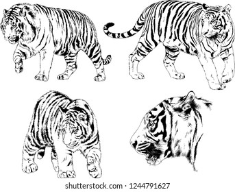 vector drawings sketches different predator , tigers lions cheetahs and leopards are drawn in ink by hand , objects with no background