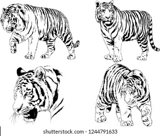 vector drawings sketches different predator , tigers lions cheetahs and leopards are drawn in ink by hand , objects with no background