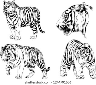 vector drawings sketches different predator , tigers lions cheetahs and leopards are drawn in ink by hand , objects with no background