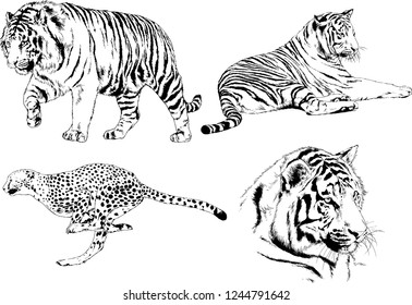 vector drawings sketches different predator , tigers lions cheetahs and leopards are drawn in ink by hand , objects with no background