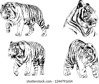 vector drawings sketches different predator , tigers lions cheetahs and leopards are drawn in ink by hand , objects with no background