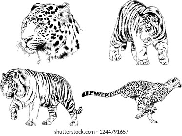 vector drawings sketches different predator , tigers lions cheetahs and leopards are drawn in ink by hand , objects with no background